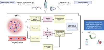 Myeloid Cell Classification and Therapeutic Opportunities Within the Glioblastoma Tumor Microenvironment in the Single Cell-Omics Era